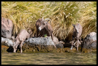 Desert Bighorn Sheep - Ewe & Lambs