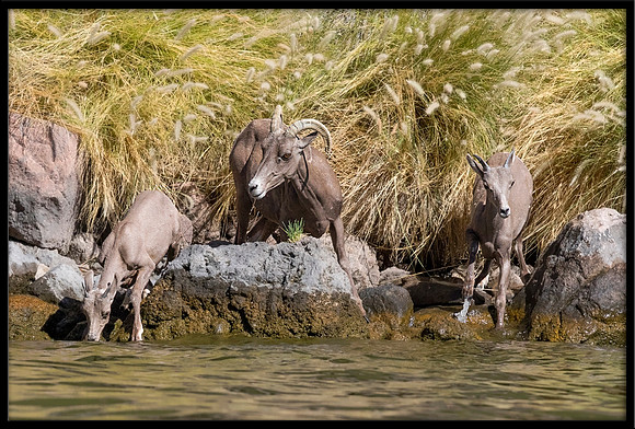 Desert Bighorn Sheep - Ewe & Lambs