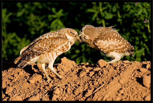 Burrowing Owlet Feeding Time