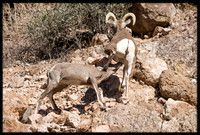 Desert Bighorn Sheep - Nursing Lamb