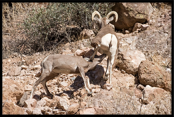 Desert Bighorn Sheep - Nursing Lamb