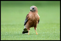 Red-shouldered Hawk