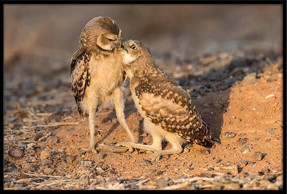 Burrowing Owlet