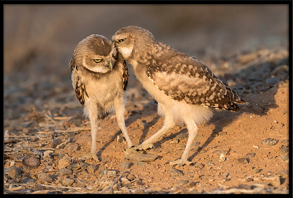 Burrowing Owlet