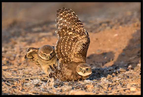 Burrowing Owlet