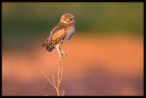 Burrowing Owlet