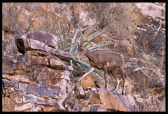 Desert Bighorn Sheep