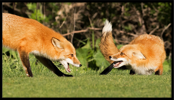 Red Fox Dispute
