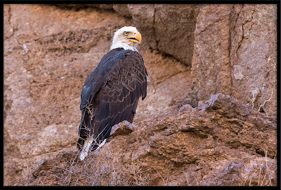 Bald Eagle