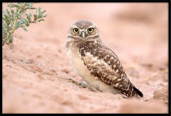 Burrowing Owlet