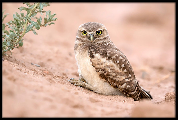 Burrowing Owlet