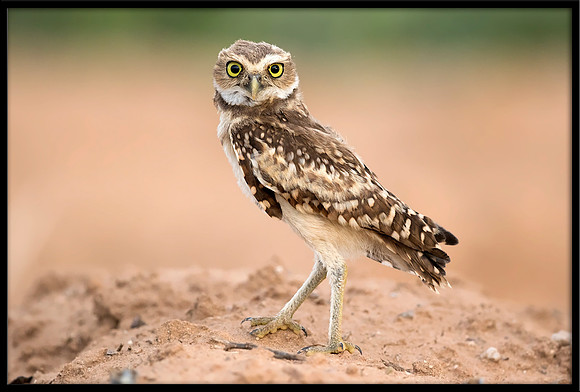Burrowing Owlet