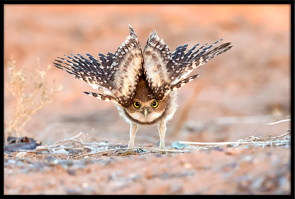 Burrowing Owlet