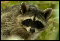 Raccoon