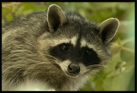 Raccoon