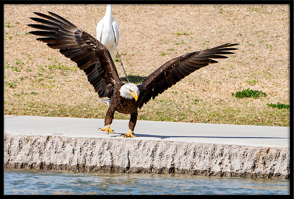 Bald Eagle