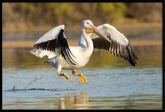American White Pelican