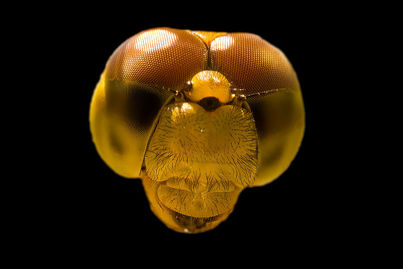 Dragonfly head
