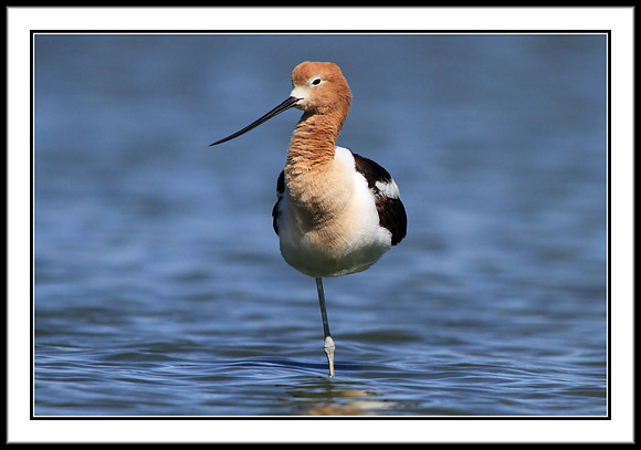 Avocet