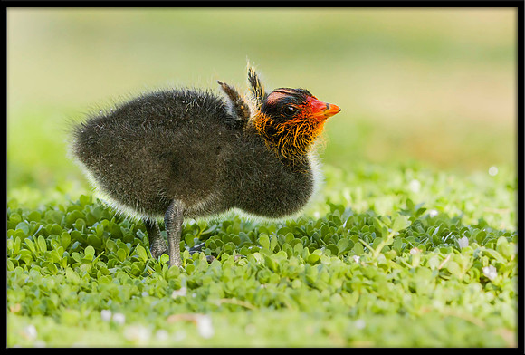 American Coot