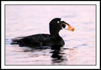 Surf Scoter