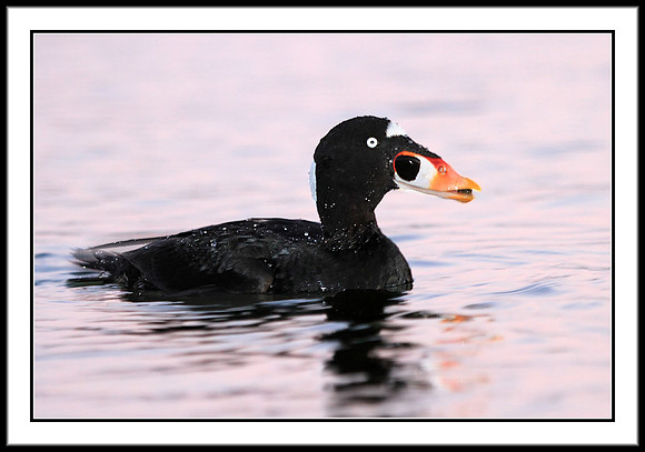 Surf Scoter