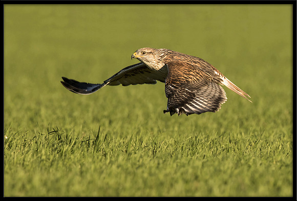 Ferruginous Hawk