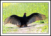 Turkey Vulture