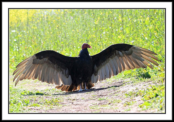 Turkey Vulture