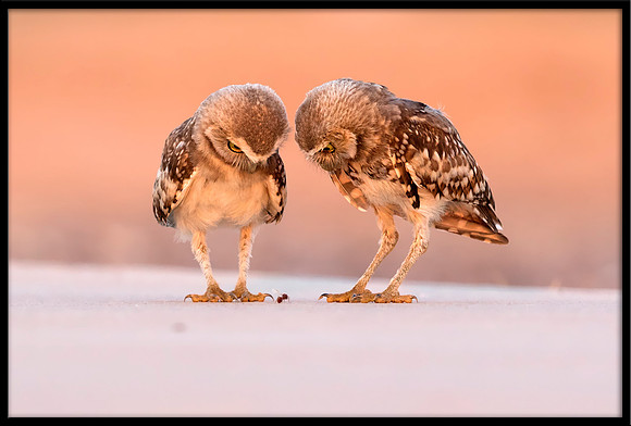 Burrowing Owlet Siblings Mesmerized By An Ant