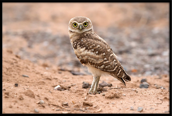Burrowing Owlet