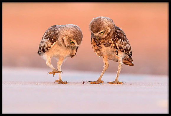 Burrowing Owlet Siblings Mesmerized By An Ant