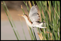 Least Bittern (m)