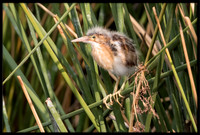 Least Bittern Chick