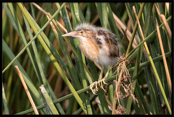 Least Bittern Chick