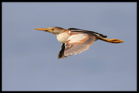 Least Bittern (m)