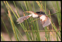 Least Bittern (m)