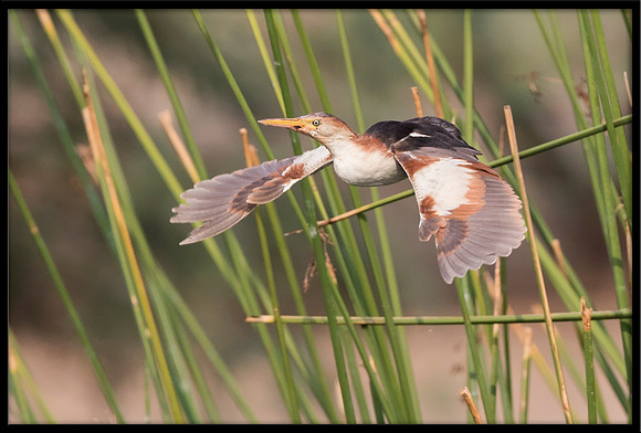 Least Bittern (m)