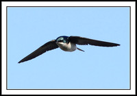 Tree Swallow