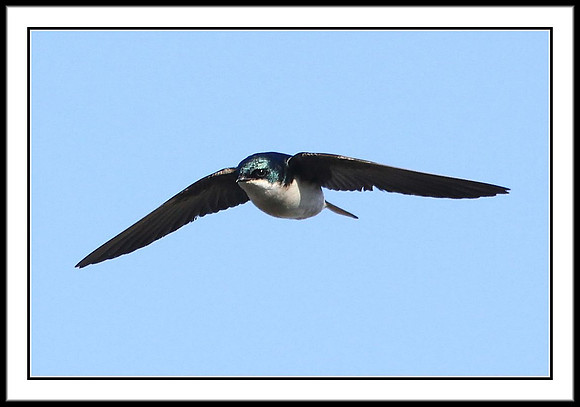 Tree Swallow