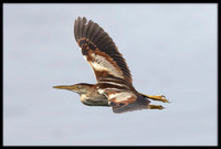 Least Bittern (f)