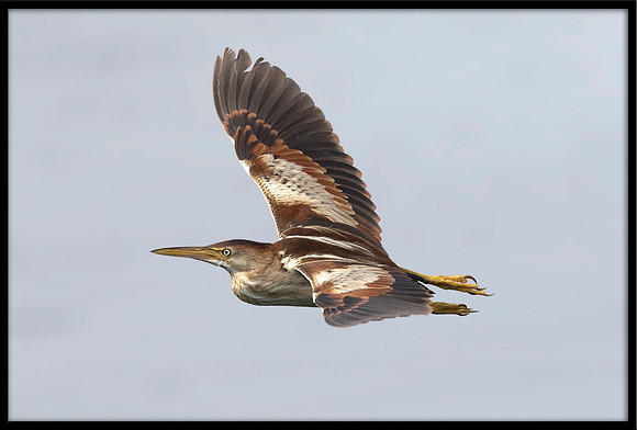 Least Bittern (f)