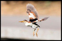 Least Bittern (m)