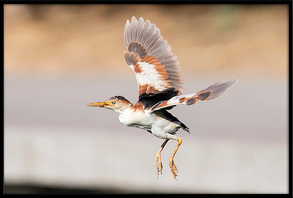Least Bittern (m)