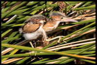 Least Bittern Chick