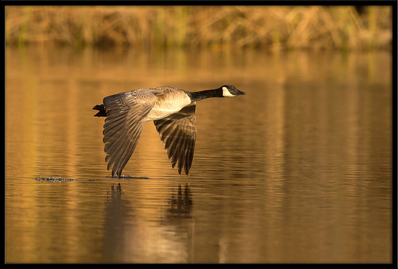 Canada Goose