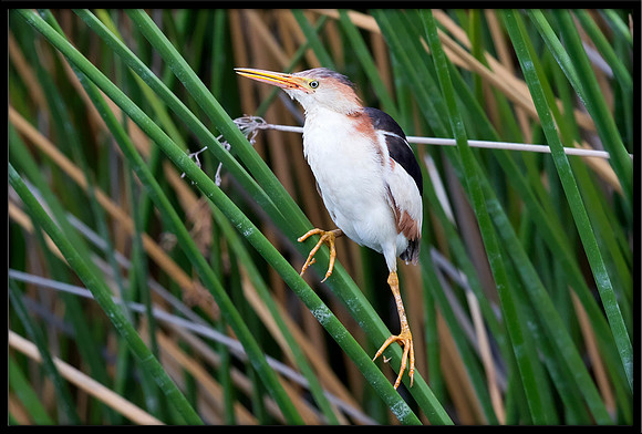 Least Bittern