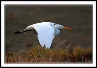 Great Egret