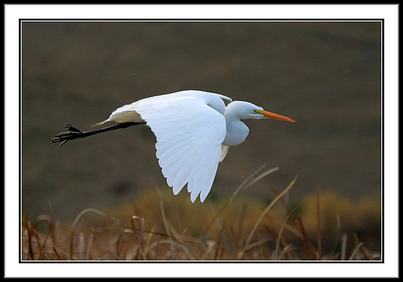 Great Egret