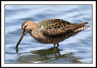 Dowitcher
